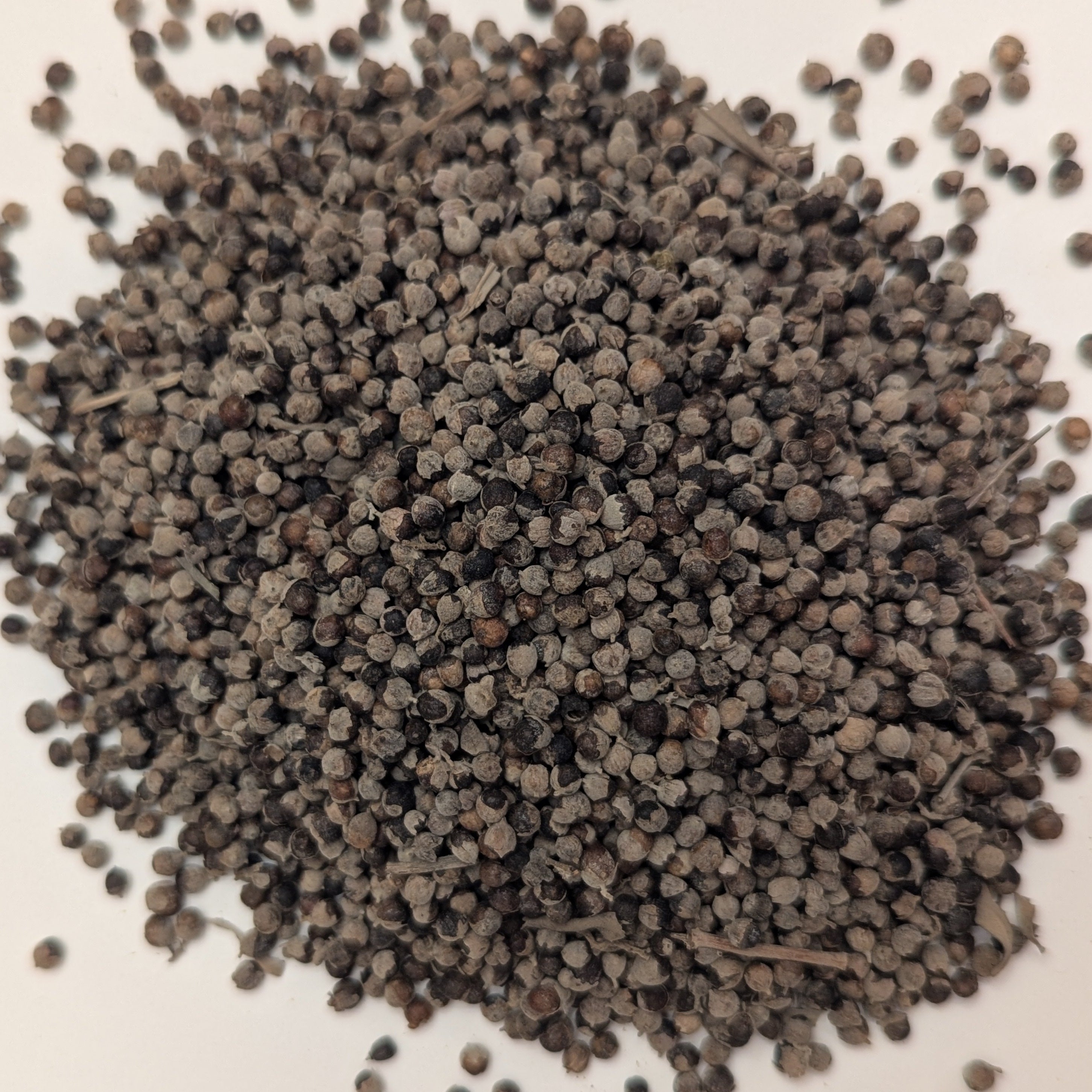 Vitex (Chaste Berry)