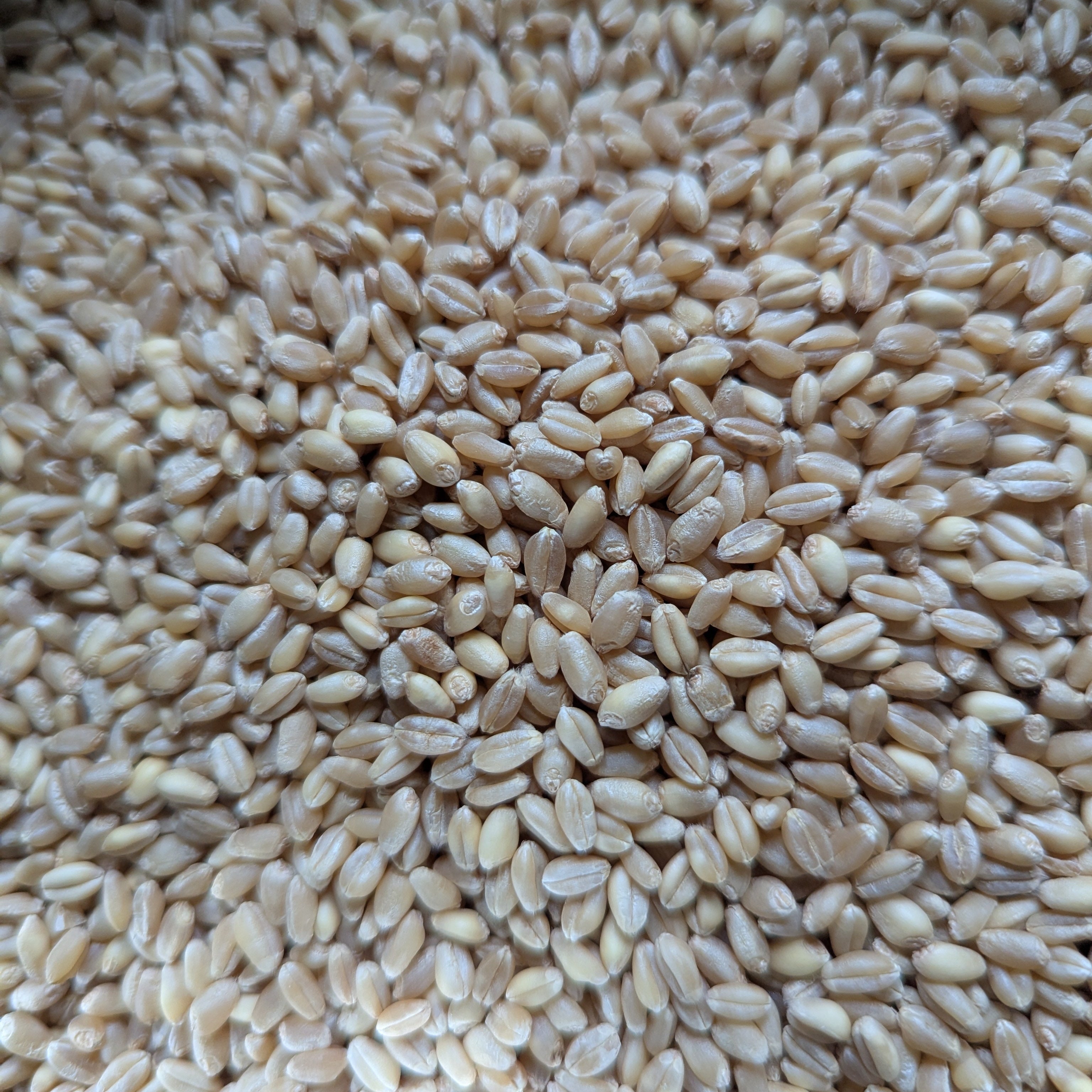 Wheat Berries, organic